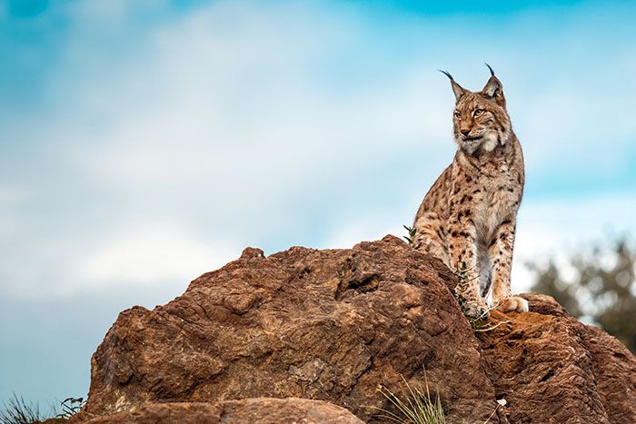 LINCE BUSCANDO PRESA