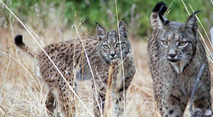 PAREJA DE LINCES