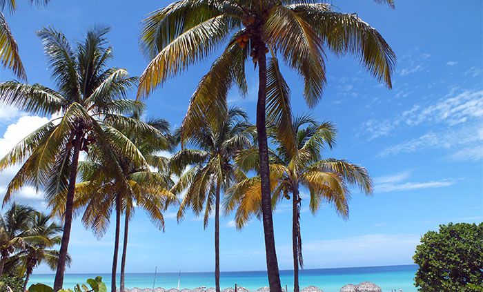 PALMERAS EN VARADERO