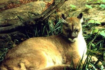 Puma é declarado extinto pelos EUA - ((o))eco
