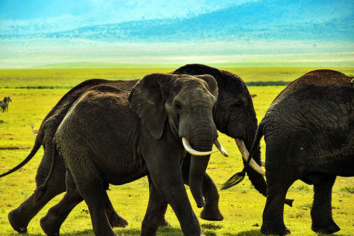 Parque Nacional del Serengueti, Tanzania.  (Crédito foto: Pixabay.com)