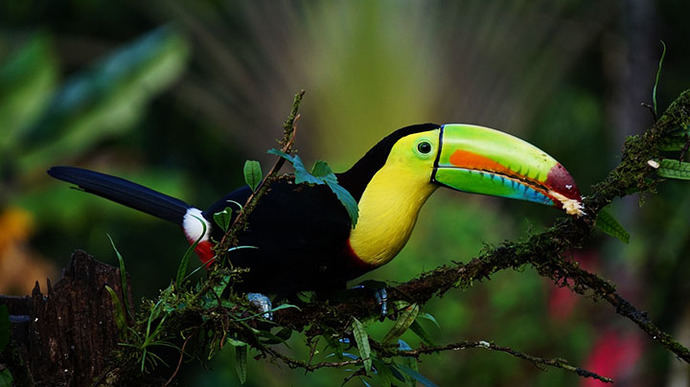 Parque Nacional Manuel Antonio en Costa Rica.  (Crédito foto: Pixabay.com)