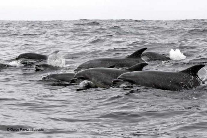 Temporada de avistamiento de cetáceos en Chañaral de Aceituno, Chile