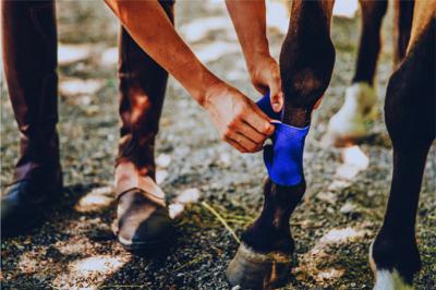 Lesiones comunes en caballos de salto: cuidado y prevención para un rendimiento óptimo 