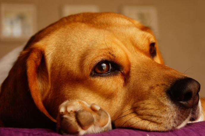 ¿Por qué se dice que el perro es el mejor amigo del hombre?