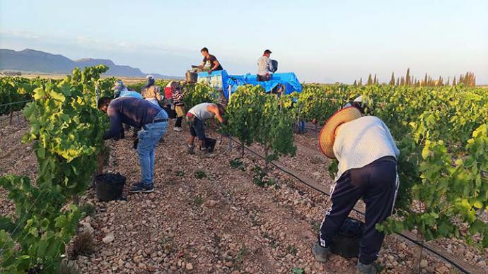 La vendimia de Jumilla una de las más largas de España