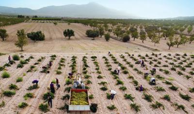 España: Jumilla registra la menor producción vitivinícola de su historia