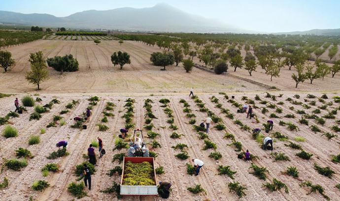 España: Jumilla registra la menor producción vitivinícola de su historia